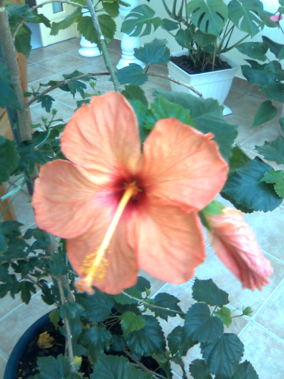 Hibiskus